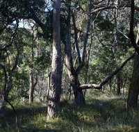 Green's Bush Long Circuit Walk - Redcliffe Tourism