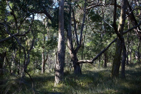 Green's Bush Long Circuit Walk - Redcliffe Tourism 0