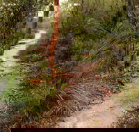 Great North walk - Brisbane Water National Park - Redcliffe Tourism