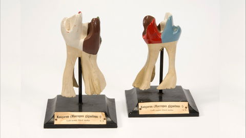 Henry Forman Atkinson Dental Museum - Redcliffe Tourism 0