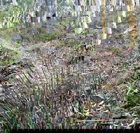 Historic Water Race Walking Track - Redcliffe Tourism