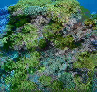 Keeper Reef Dive Site - Redcliffe Tourism