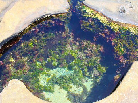 Little Shelley - Redcliffe Tourism 1