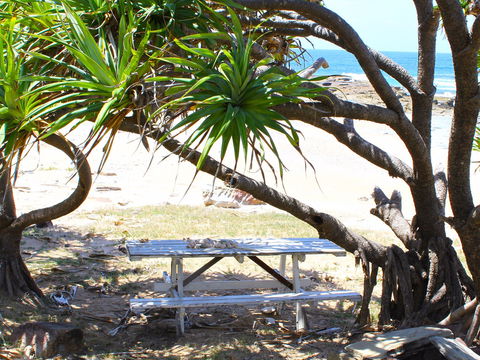 Little Shelley - Redcliffe Tourism 2