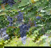 Luskintyre - Redcliffe Tourism