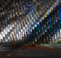 Mountain Bike Trails Tumbarumba - Redcliffe Tourism