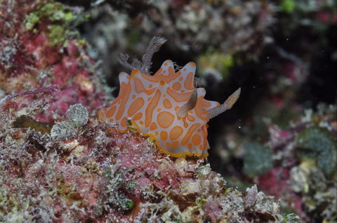 Pelorus And Orpheus Islands - Redcliffe Tourism 0