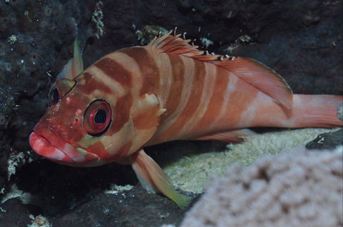 Pelorus And Orpheus Islands - Redcliffe Tourism 1