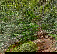 Red Cedar Loop - Redcliffe Tourism