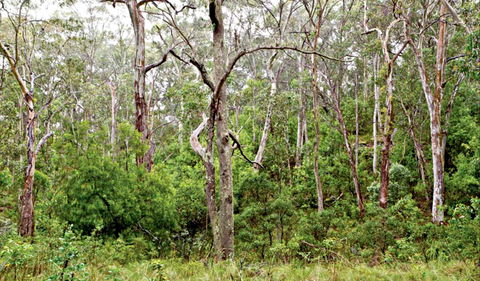 Scutts Hut Trail - Redcliffe Tourism 0