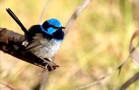 Shepherds Bush - Redcliffe Tourism 0