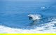 Wild Dolphin Watching - thumb 0
