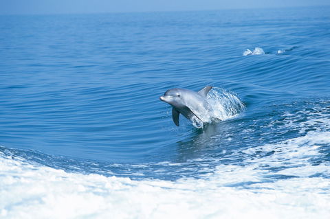 Wild Dolphin Watching - Redcliffe Tourism 0