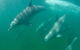 Wild Dolphin Watching - thumb 1