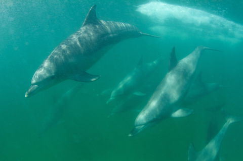 Wild Dolphin Watching - Redcliffe Tourism 1
