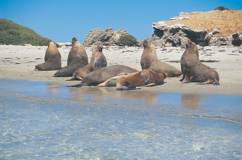 Wild Dolphin Watching - Redcliffe Tourism 2