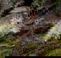 Wildlife Wonders - Redcliffe Tourism