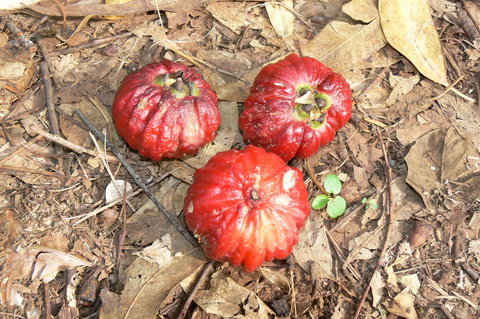 Window On The Wetlands - Redcliffe Tourism 1
