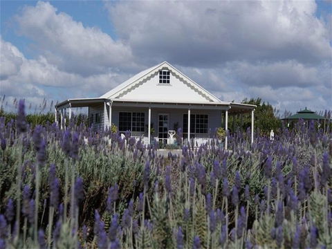 Amandine Lavender - Redcliffe Tourism 0