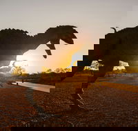 Australian Dinosaur Trail - Redcliffe Tourism