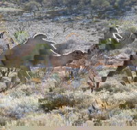 Canning Stock Route - Redcliffe Tourism