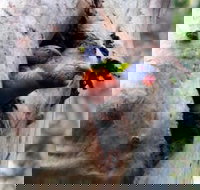 Cumberland State Forest - Redcliffe Tourism