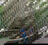 Curtain Fig Tree Yungaburra - Redcliffe Tourism