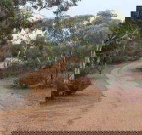 Karlkurla Bushland Park - Redcliffe Tourism