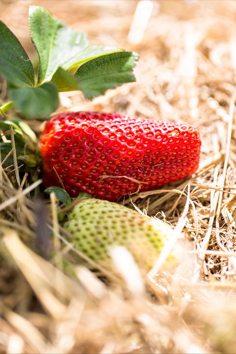 Kate's Berry Farm - Redcliffe Tourism 2
