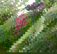 Martin's Orchard - Redcliffe Tourism