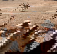 Monarto Safari Park - Redcliffe Tourism