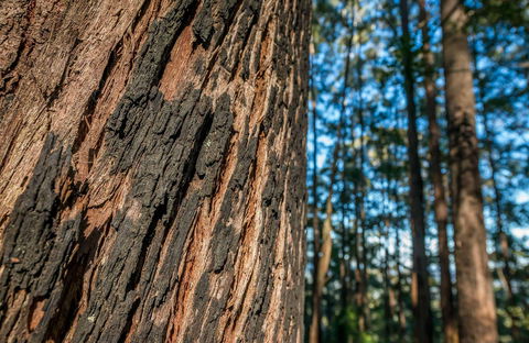 Muirs Lookout - Redcliffe Tourism 0