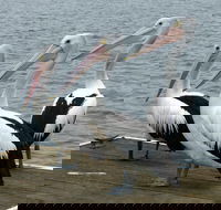 Pelican Feeding - Redcliffe Tourism