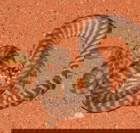 Red Desert Reptiles - Redcliffe Tourism