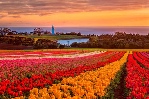 Table Cape - Redcliffe Tourism 0
