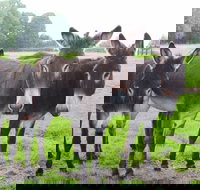 The Good Samaritan Donkey Sanctuary - Redcliffe Tourism