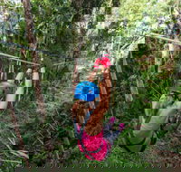 TreeTop Challenge - Sunshine Coast - Redcliffe Tourism