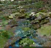 Whian Whian State Conservation Area - Redcliffe Tourism