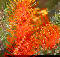 Wongan Hills Wildflowers - Redcliffe Tourism