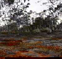 Woylie Walk Dryandra Woodland - Redcliffe Tourism