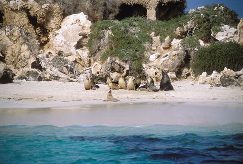 Australian Sea Lions - Redcliffe Tourism 0