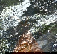 Bird Tree and Benaroon - Redcliffe Tourism