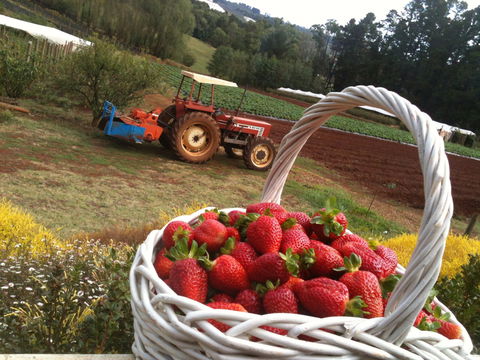 Blue Hills Berries And Cherries - Redcliffe Tourism 0