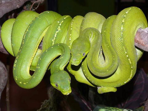 Canberra Reptile Zoo - Redcliffe Tourism 1