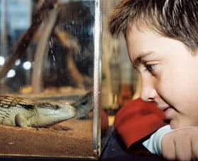Canberra Reptile Zoo - Redcliffe Tourism 2