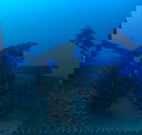 Cementco Dive Site - Redcliffe Tourism