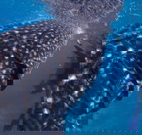 Coastal Water Dive - Redcliffe Tourism