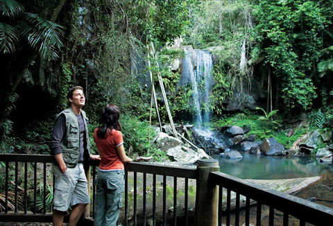 Curtis Falls Track, Tamborine National Park - Redcliffe Tourism 0