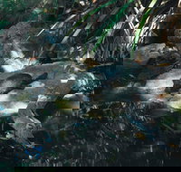 Howard Springs Nature Park - Redcliffe Tourism