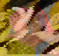 Irukandji Shark and Ray Encounters - Redcliffe Tourism